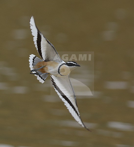 Egyptian Plover (Pluvianus aegyptius) flying over river White volta near Temala in Ghana. stock-image by Agami/Laurens Steijn,