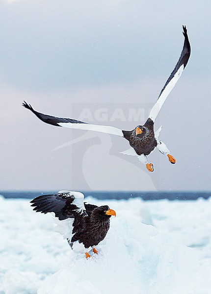 Volwassen Stellers zeearend in vlucht, Adult Stellers Sea-eagle in flight stock-image by Agami/Markus Varesvuo,
