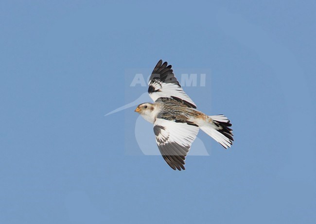 Sneeuwgors, Snow Bunting, Plectrophenax nivalis stock-image by Agami/Tomi Muukkonen,