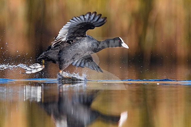 Eurasian Coot, Fulica atra, in Italy. Running over the water surface. stock-image by Agami/Daniele Occhiato,