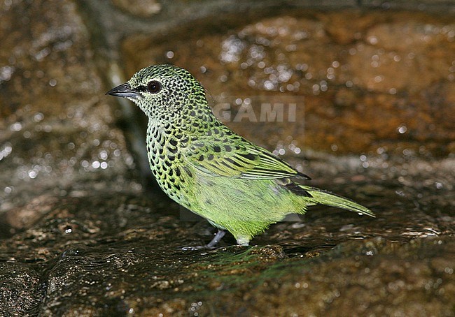A captive Spotted Tanager (Ixothraupis punctata). stock-image by Agami/Tom Friedel,