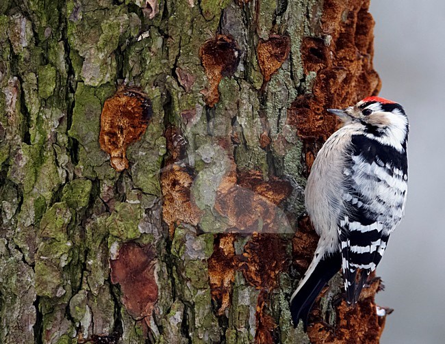 Mannetje Kleine Bonte Specht; Male Lesser Spotted Woodpecker stock-image by Agami/Markus Varesvuo,