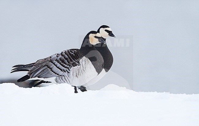 Barnacle Goose - Nonnengans - Branta leucopsis, Germany, adult stock-image by Agami/Ralph Martin,
