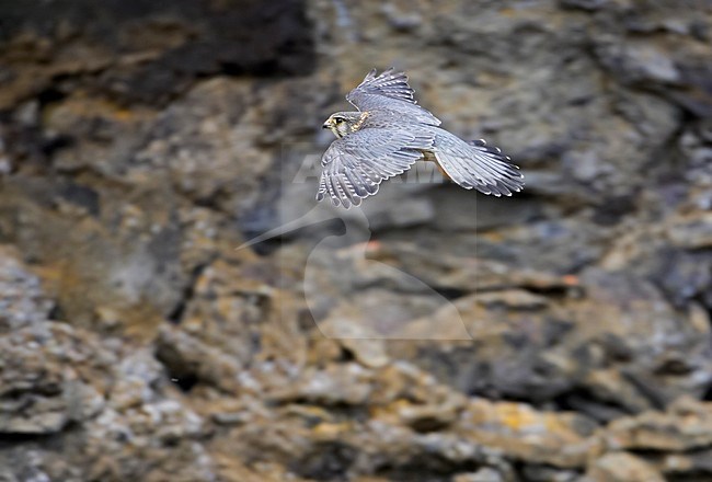 Smelleken in de vlucht; Merlin in flight stock-image by Agami/Markus Varesvuo,