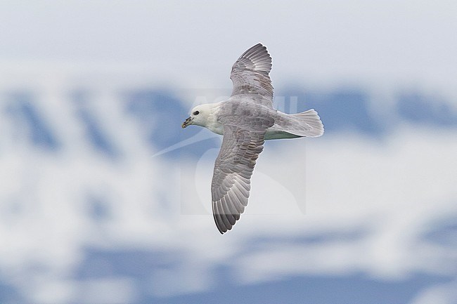 Northern Fulmar (Fulmarus glacialis auduboni), adult in flight stock-image by Agami/Saverio Gatto,