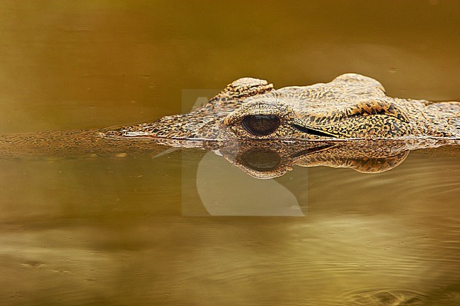 Nijlkrokodil half onder water; Nile Crocodile submerged stock-image by Agami/Wil Leurs,