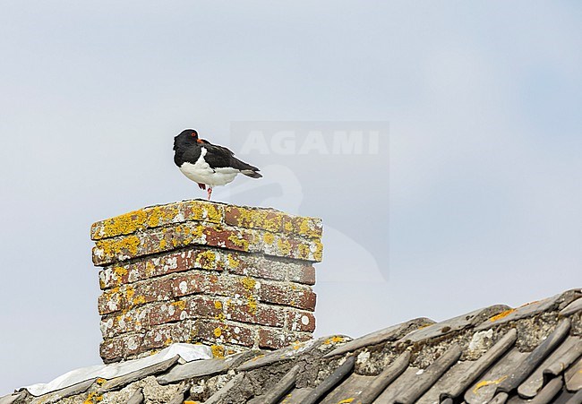 Eurasian Oystercatcher, Haematopus ostralegus, resting on roof in the Netherlands. stock-image by Agami/Marc Guyt,