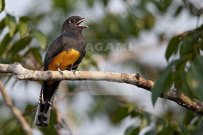 A female Guianan Trogon (Trogon violaceus) seen from a canopy tower at Manaus, Brazil. stock-image by Agami/Tom Friedel,