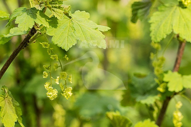 Mountain Currant blossom stock-image by Agami/Wil Leurs,