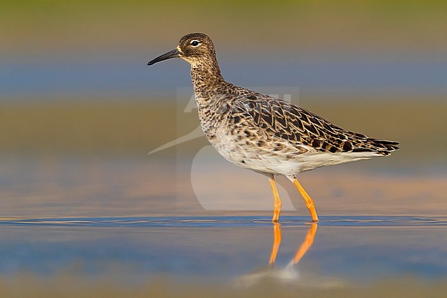 Spring male migrant Ruff (Philomachus pugnax) in Italy. Standing alert in a shallow freshwater lake. stock-image by Agami/Daniele Occhiato,