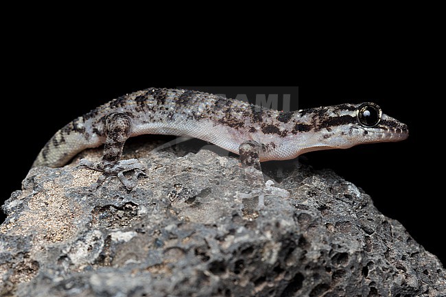 Simpson’s Leaf-toed Gecko (Phyllodactylus simpsoni) taken the 27/10/2025 at Isabella - Galapagos. stock-image by Agami/Nicolas Bastide,