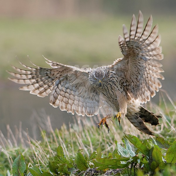 Havik landend op prooi; Northern Goshawk landing on prey stock-image by Agami/Han Bouwmeester,