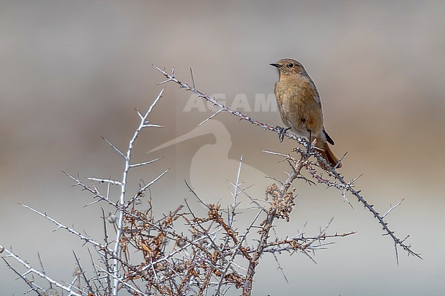 Female Güldenstädt's Redstart (Phoenicurus erythrogastrus grandis) aka White-winged Redstart perched on a branch near the shore of Indus River, Ladakh, India. stock-image by Agami/Vincent Legrand,