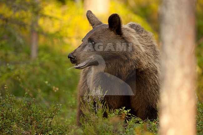 Bruine Beer in bos, Brown Bear in forest stock-image by Agami/Menno van Duijn,