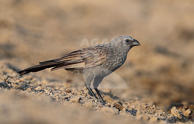 Apostlebird, Struthidea cinerea, at Cumberland - Queensland - Australia. Also known as the grey jumper, lousy jack or happy family. stock-image by Agami/Aurélien Audevard,