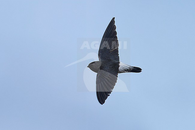 Sao Tome Spinetail (Zoonavena thomensis) taken the 20/08/2025 at Sao Tomé. stock-image by Agami/Nicolas Bastide,