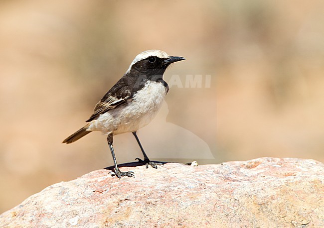 Mannetje Roodstuittapuit zittend; Male Red-rumped Wheatear perched stock-image by Agami/Roy de Haas,
