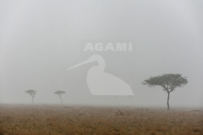 A heavy rainstorm and acacia trees on the Masai Mara plains. Masai Mara National Reserve, Kenya. stock-image by Agami/Sergio Pitamitz,
