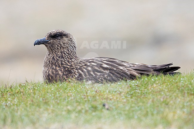 Great Skua (Stercorarius skua), side view of an adult sitting on the ground, Southern Region, Iceland stock-image by Agami/Saverio Gatto,
