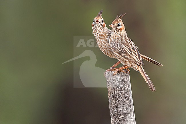 A pair of (Lark-like Brushrunner, Coryphistera alaudina)Perched on top of a post in Argentina stock-image by Agami/Dubi Shapiro,