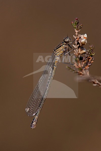 Imago Maanwaterjuffer; Adult Crescent Bluet stock-image by Agami/Fazal Sardar,