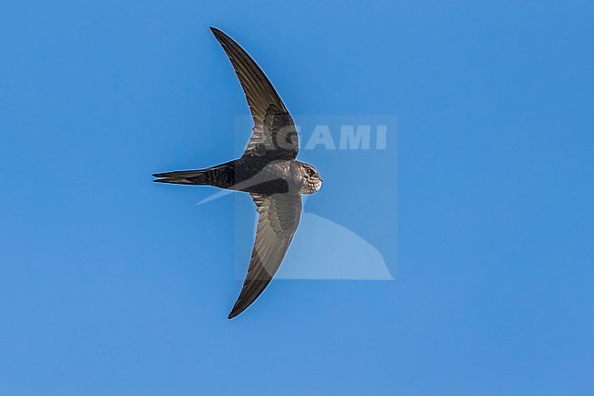 Common Swift (Apus apus apus) flying over a polders near Westkapelle, Zeeland, the Netherlands. stock-image by Agami/Vincent Legrand,