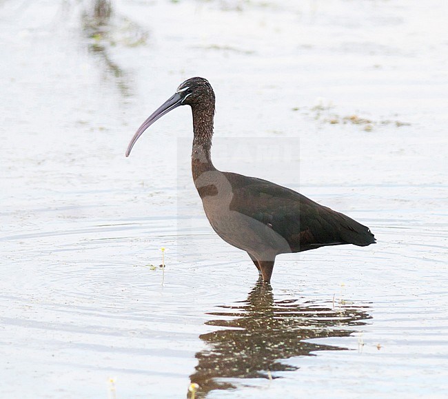 Glossy Ibis (Plegadis falcinellus), Spain, adult stock-image by Agami/Ralph Martin,