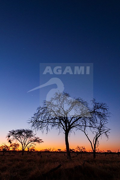 Silhouetted trees and an Okavango Delta landscape at sunset. Khwai Concession Area, Okavango Delta, Botswana. stock-image by Agami/Sergio Pitamitz,