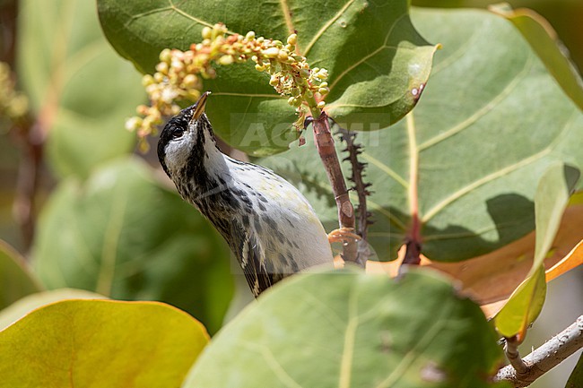 Male Blackpoll Warbler (Setophaga striata) perched on scrub in Dry Tortugas, USA stock-image by Agami/Helge Sorensen,