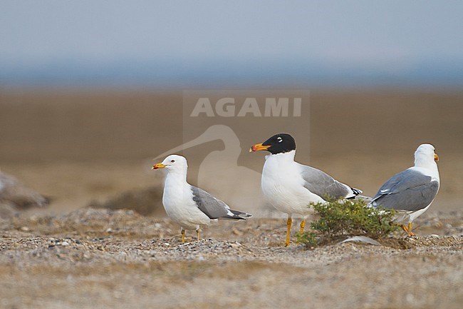 Pallas's Gull - Fischmöwe - Larus ichthyaetus, Oman, adult with Steppe Gull stock-image by Agami/Ralph Martin,