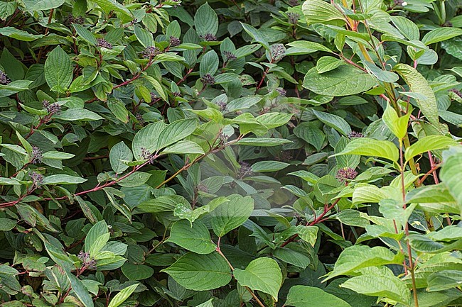 Leaf of a White Dogwood stock-image by Agami/Wil Leurs,