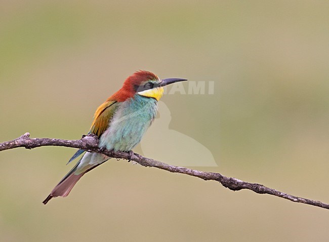 European Bee-eater perched; Bijeneter zittend stock-image by Agami/Markus Varesvuo,