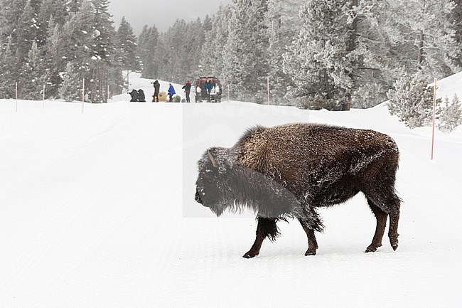 Amerikaanse bizon lopend in sneeuw met toeristen in achtergrond; American bison walking in snow with tourists in background stock-image by Agami/Caroline Piek,