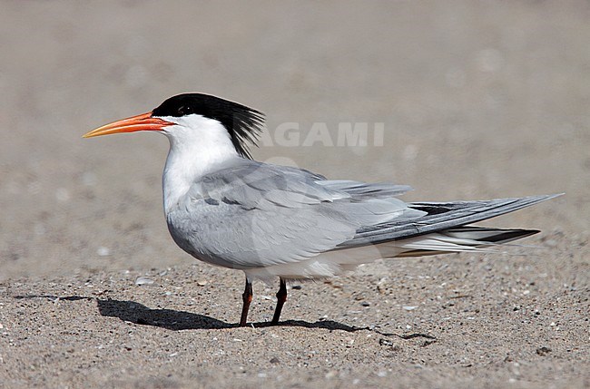 Adult breeding
Los Angeles Co., CA
May 2009 stock-image by Agami/Brian E Small,