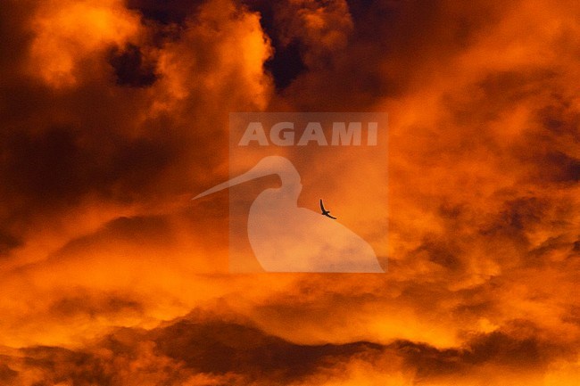 Common Swift, Apus apus. Wildlife and nature image from the Netherlands. stock-image by Agami/Menno van Duijn,