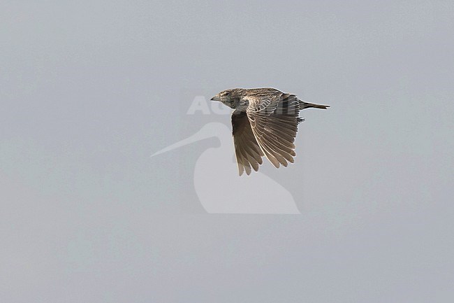 Female Black Lark (Melanocorypha yeltoniensis) in flight over steppes of Kazakhstan. stock-image by Agami/Kari Eischer,