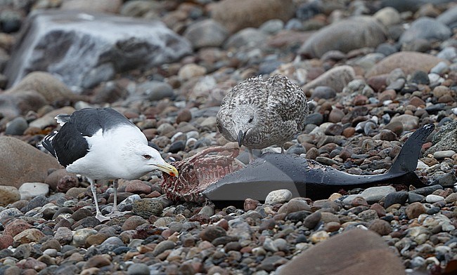 Great Black-backed Gull (Larus marinus), Adult and juvenile eating a dead Harbour Porpoise at a beach in Hornbæk, Denmark stock-image by Agami/Helge Sorensen,