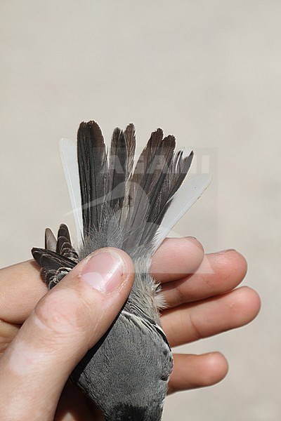 Second calendar year male Rueppell's Warbler (Curruca ruppeli) caught in a research station near Eilat in Israel. Showing tail feathers. stock-image by Agami/Christian Brinkman,