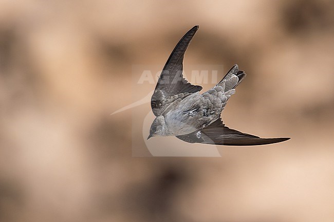 Pale Crag Martin (Ptyonoprogne obsoleta) wintering in Oman. stock-image by Agami/Sylvain Reyt,