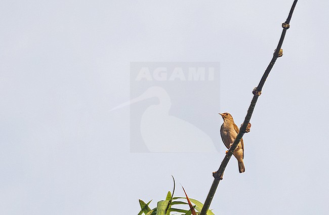 Yellow-footed Honeyguide (Melignomon eisentrauti) in Ghana. stock-image by Agami/Pete Morris,