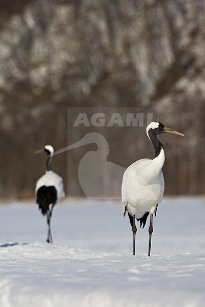 Chinese Kraanvogel, Red-crowned Crane, stock-image by Agami/Marc Guyt,