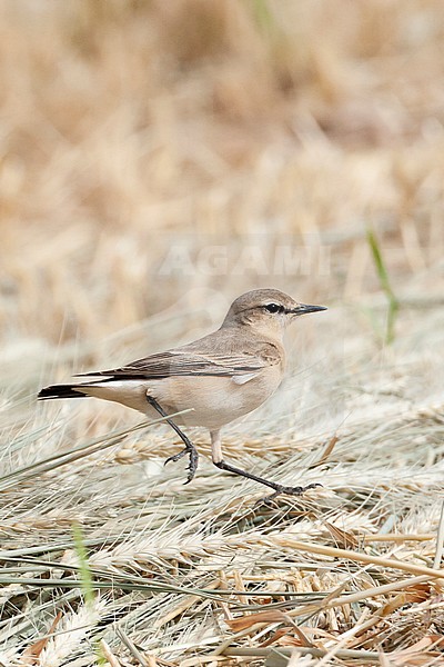 Isabelline Wheatear (Oenanthe isabelline) during spring migration in Israel, running on the ground. stock-image by Agami/Marc Guyt,