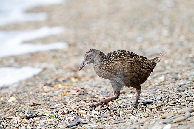 Western Weka (Gallirallus australis australis) in northern part of South Island, New Zealand. Foraging on pebbles beach. stock-image by Agami/Marc Guyt,