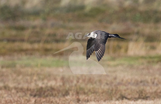 Arctic Skua (Stercorarius parasiticus) adult moulting to winter plumage in flight in front of dunes on the island of Vlieland stock-image by Agami/Marc Guyt,