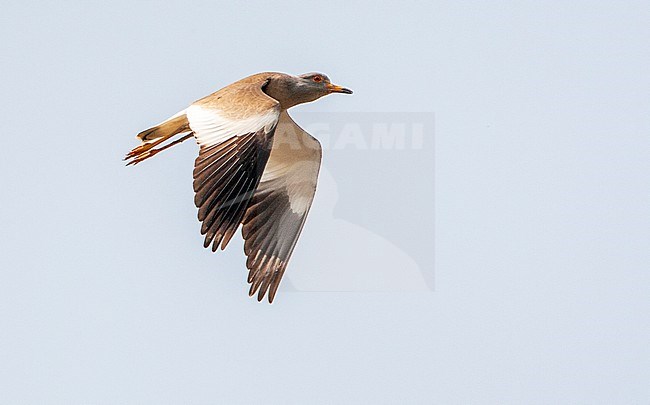Grey-headed Lapwing (Vanellus cinereus) in flight overhead, seen from below. Showing upper wing pattern. stock-image by Agami/Marc Guyt,