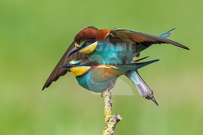 Bijeneter; Bee-eater stock-image by Agami/Daniele Occhiato,