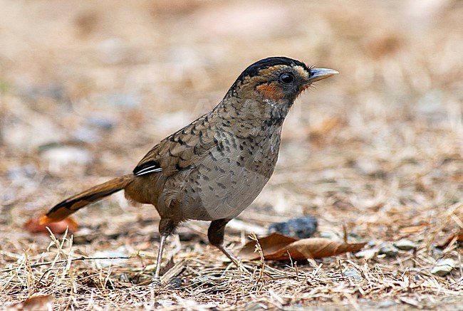 Rufous-chinned Laughingthrush (Ianthocincla rufogularis) foraging on the ground. stock-image by Agami/Marc Guyt,