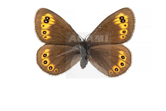 Woodland Ringlet, Voorjaarserebia, Erebia medusa stock-image by Agami/Wil Leurs,