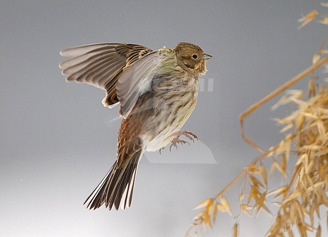Yellowhammer (Emberiza citrinella) in flight during winter in Finland. Hovering in mid air before a stack of wheat left out for feeding the wintering buntings and finches. stock-image by Agami/Arto Juvonen,