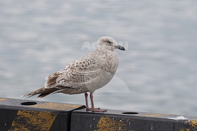 Slaty-backed Gull (Larus schistisagus) wintering in the harbour of Rauso on Hokkaido in Japan. Immature standing on the harbour wall. stock-image by Agami/Josh Jones,